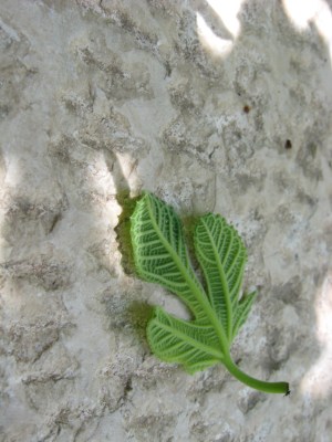 in-the-garden-179 in-the-garden-179